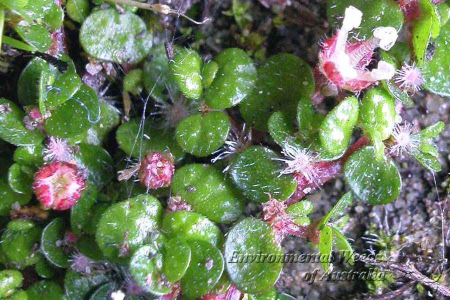 معرفی و راهنمای پرورش گیاهان زینتی فضای باز - اشک کودک